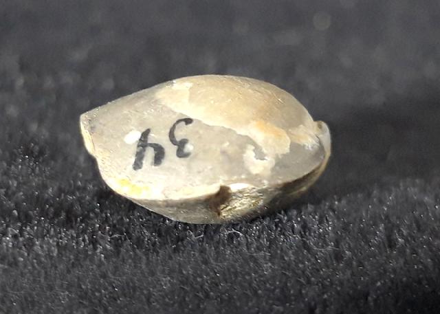 Acromeristina tchadanica KULKOV - Bild &copy; FossNet FossilienStore